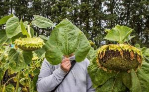 Які гібриди соняшнику найбільше переглядали на SuperAgronom.com — ТОП-30