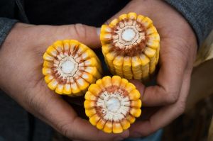 Нові гібриди кукурудзи: посухостійкість, вологовіддача, стійкість до фузаріозу у фокусі 2026 року