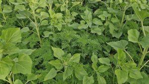 Найпопулярніші гербіциди в 2025 році на SuperAgronom — ТОП-50