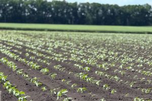 Посів соняшника у фазі 3-5 листків