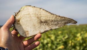 Урожайність 100 т/га цукрового буряка — генетика пропонує, технологія реалізовує