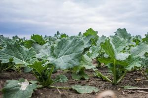 Озимий ріпак