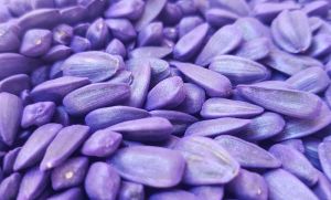 Охорона прав на сорти: що допоможе українському насінництву інтегруватися в ЄС