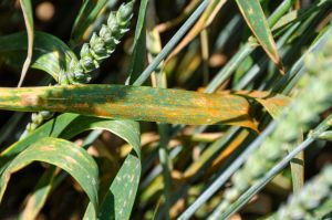 Рейтинг фунгіцидів 2025: ТОП-30 препаратів за популярністю на SuperAgronom.com за 2025 рік