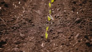 Мистецтво живлення рослин: Оптимізація азотного живлення з урахуванням цін на добрива і змін клімату