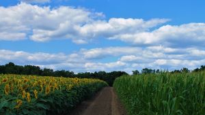 Вихід на ринок ЄС: як змінюється роль  біологічних рішень у системі захисту рослин 