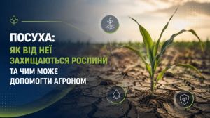 Посуха: як від неї захищаються рослини та чим може допомогти агроном
