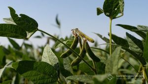 Павутинний кліщ активно поширюється в Україні: як розпізнати та зупинити шкідника (оновлюється)