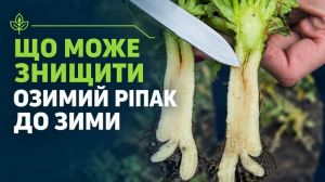 Що може знищити озимий ріпак до зими: основні проблеми ранніх фаз