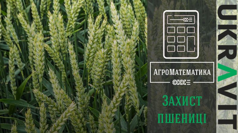 АгроМатематика: Технологія вирощування озимої пшениці: як надійно захистити та суттєво зекономити одночасно?