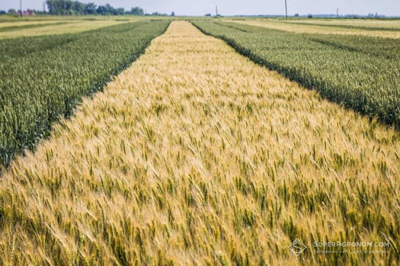 Демонстраційні ділянки пшениці
