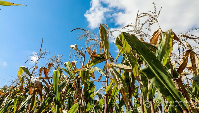 Посіви кукурудзи в Київській області