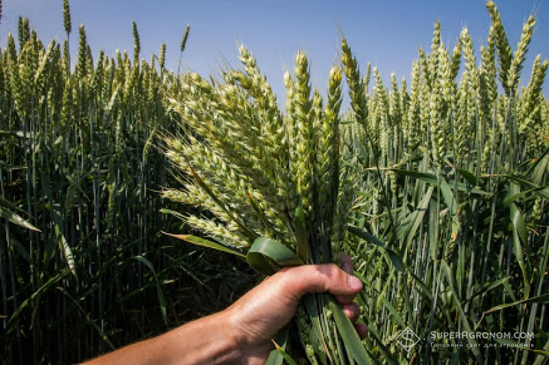 АгроЕкспедиція Пшениця 2016: маємо висновки і прогнози!