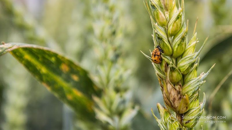 Пошкоджені хворобами рослини пшениці