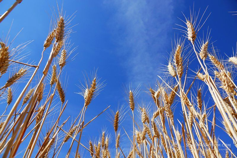 Посіви пшениці озимої