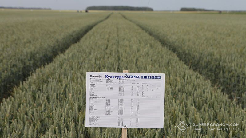 Посіви озимої пшениці в ФГ «Кищенці» 