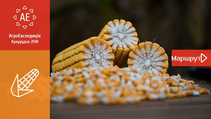 АгроЕкспедиція Кукурудза 2018. На аудієнцію до «цариці»