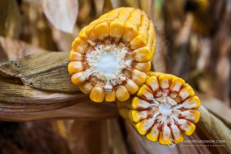 Що потрібно для розвитку насінництва кукурудзи?