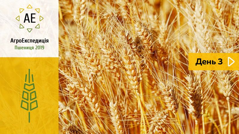 Стaн тa технологія вирощування озимої пшениці нa Київщині — AгроЕкспедиція