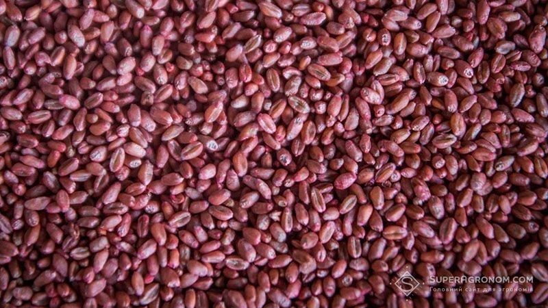Протруєніий насіннєвий матеріал пшениці