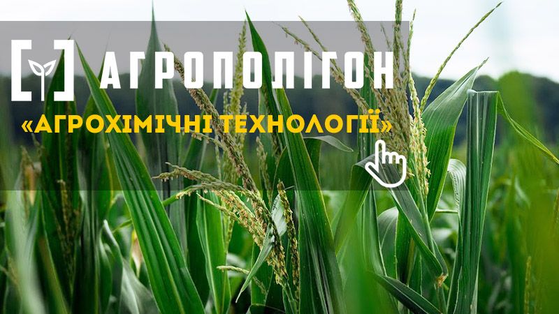 АгроПолігон АХТ: Кукурудза в Діброва і К