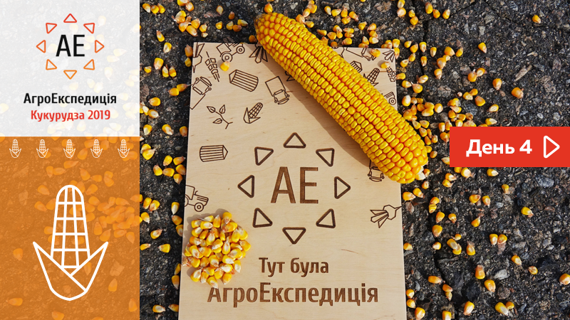 Молода й зелена кукурудза Хмельниччини — АгроЕкспедиція 