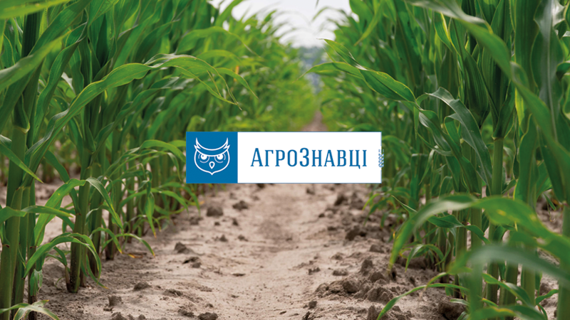 АгроЗнавці: Вплив ширини міжряддя та застосування рідких добрив на ефективність вирощування кукурудзи