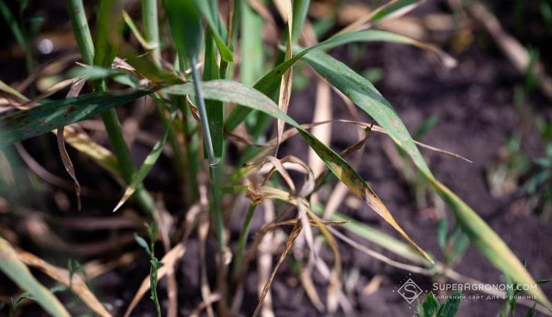 Уражена хворобою рослина пшениці