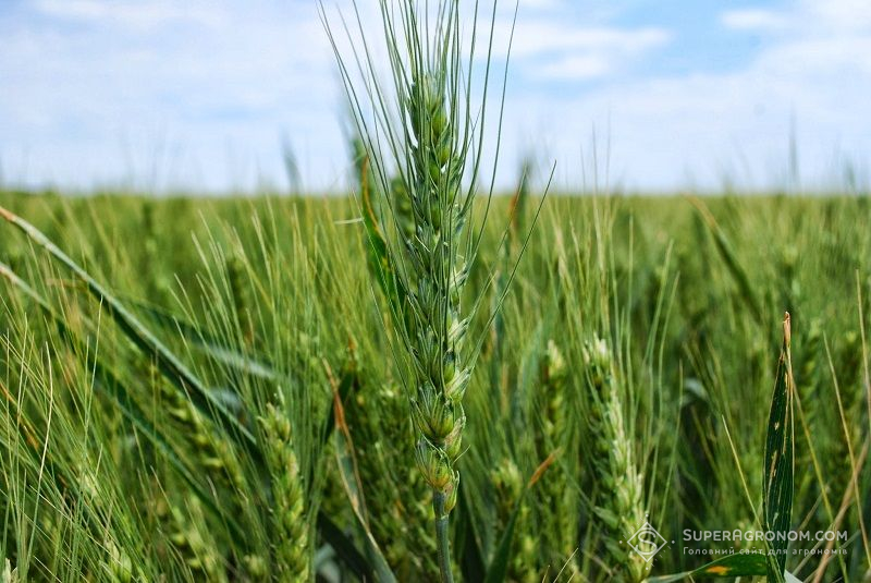 Колосіння пшениці