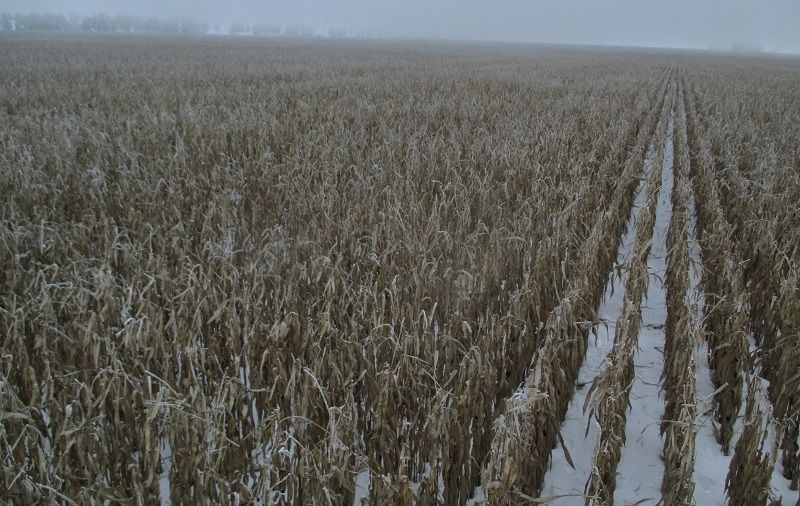 Зимуюча кукурудза. В міжряддях полеглі рослини відсутні