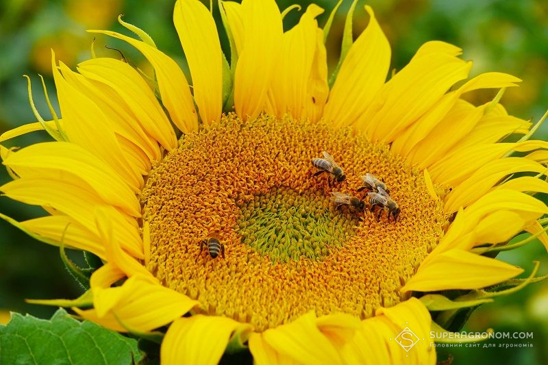 Бджоли на соняшнику