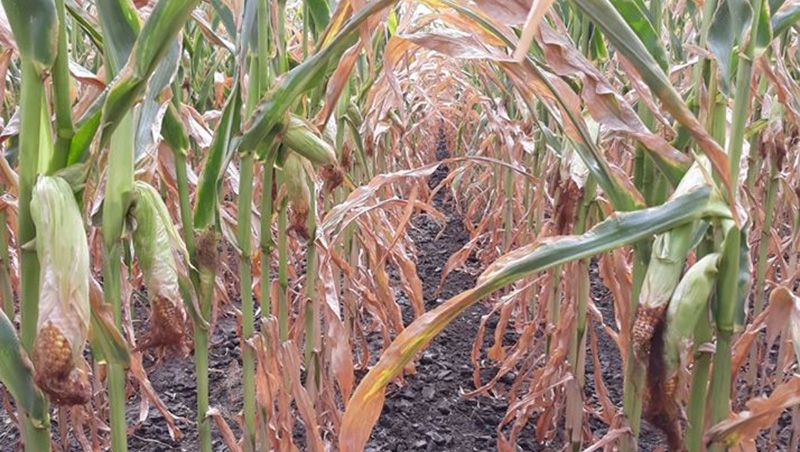 Пошкоджені посухою посіви кукурудзи