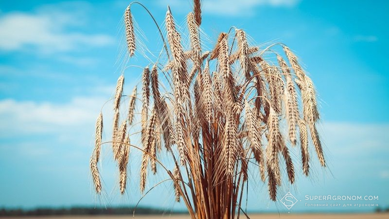 Гібридне жито може давати такий самий прибуток, як соняшник і ріпак, – Євген Станько
