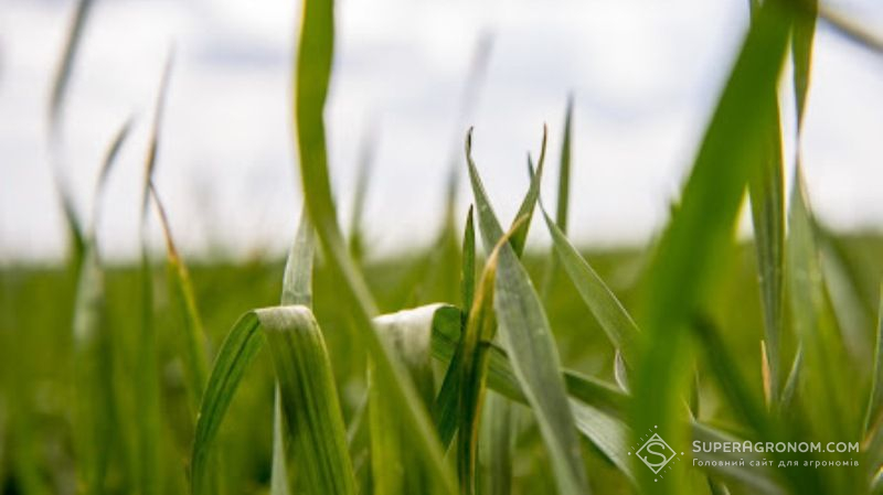 Старт сезону 2021: 6 рішень для захисту озимих зернових у квітні. Частина 1