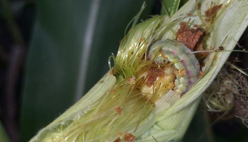 Пошкодження гусеницею бавовникової совки качана кукурудзи