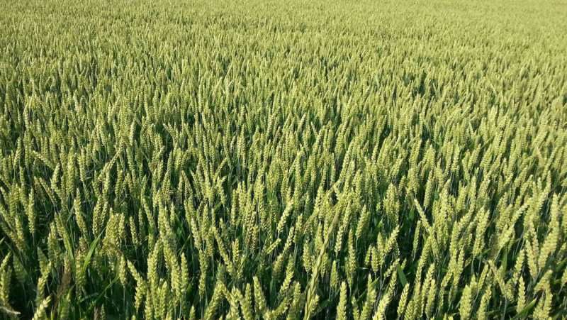Здорові та вільні від бур’янів посіви зернових — запорука високого врожаю