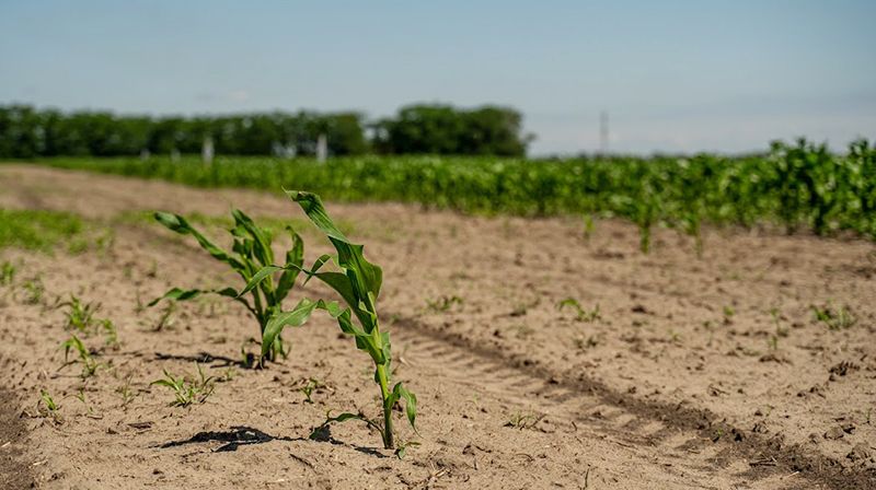 Поле і посіви кукурудзи в Херсонській області