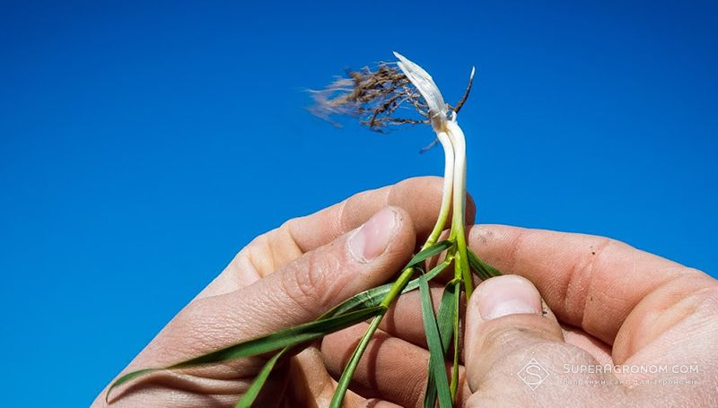 Контроль хвороб озимої пшениці протруйниками: діючі речовини та патогени