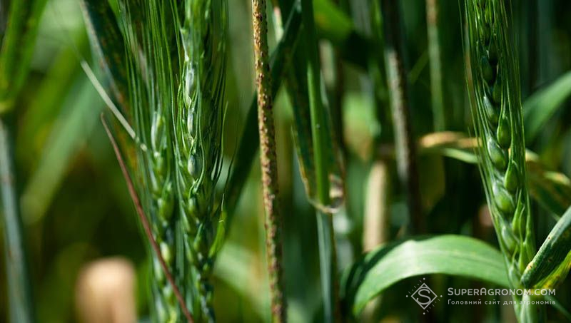 Сценарії боротьби із хворобами колосу озимої пшениці