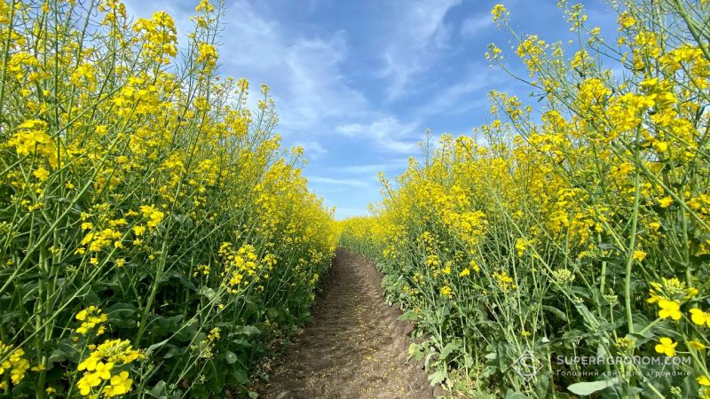 Посіви ріпаку в Одеській області