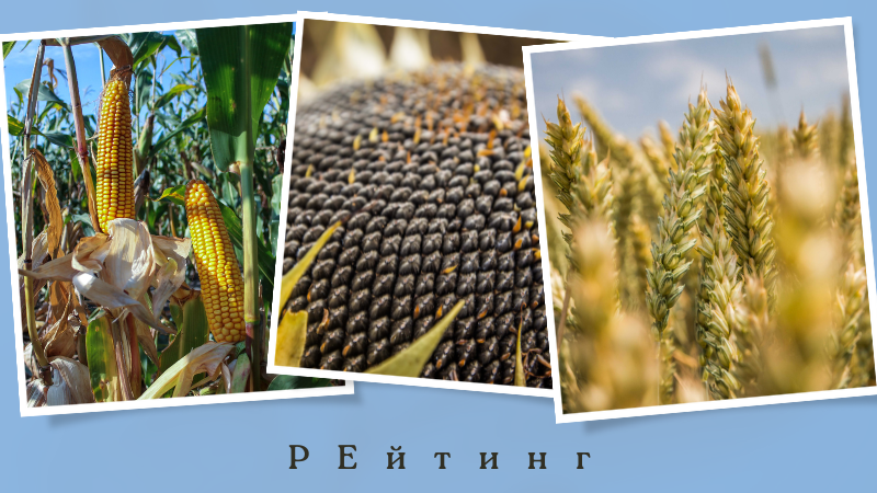 Рейтинг виробників та гібридів насіння кукурудзи, соняшника і сортів озимої пшенці в Україні у 2023 році 