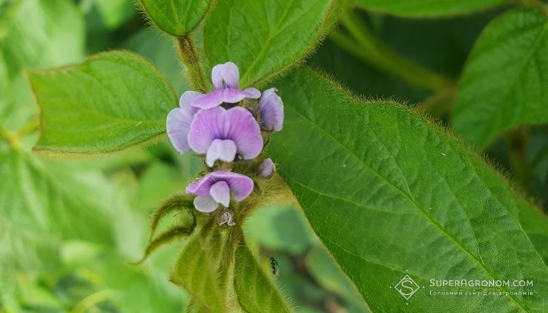 Цвітіння сої Цвітіння сої