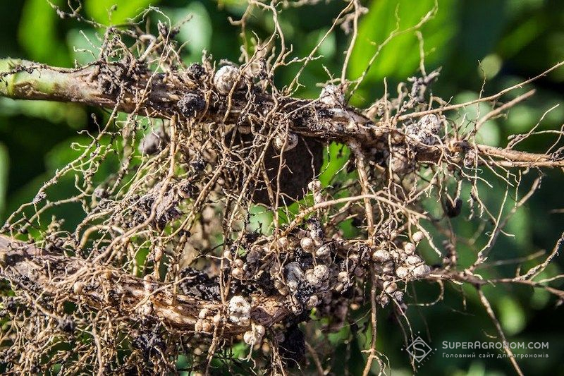 Бульбочки на коренях рослин сої Бульбочки на коренях рослин сої