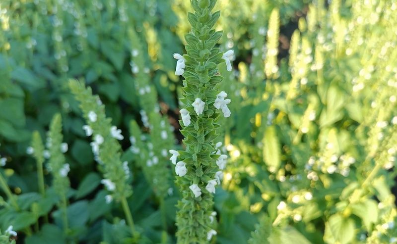 Рослина чіа