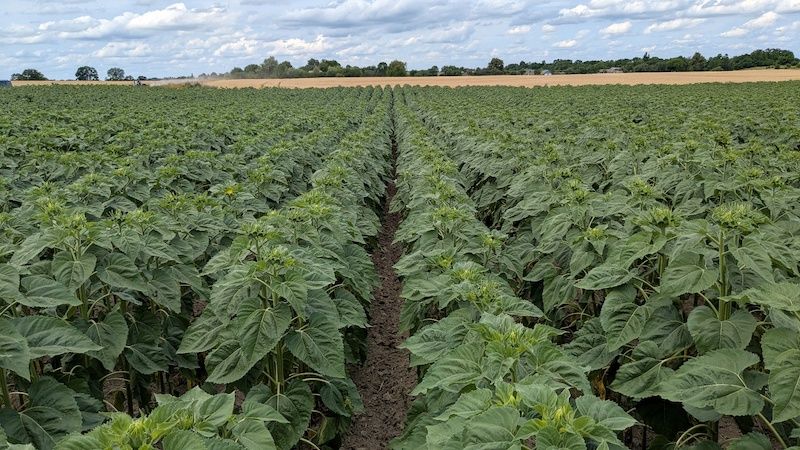 Соняшник за системою Clearfield: реальний кейс з Житомирської області 