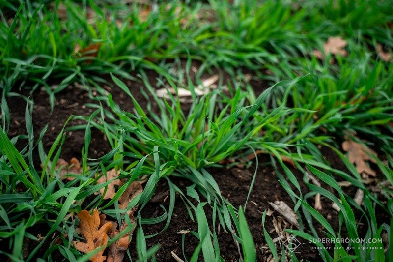 Озиме жито кормове Озиме жито кормове