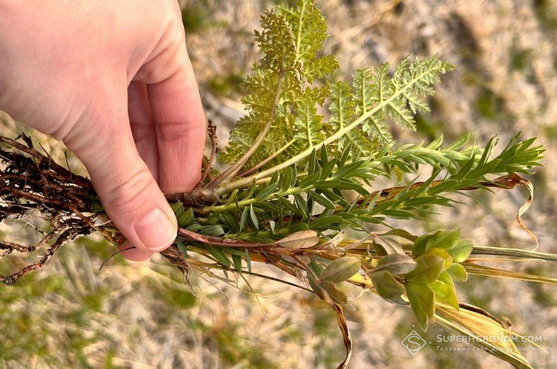 Суміш покривних культур