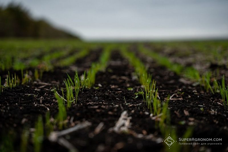 Озима пшениця