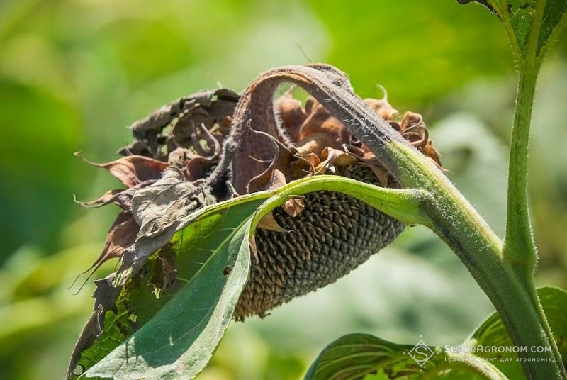 Хвороби соняшнику Хвороби соняшнику