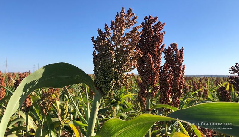 Сорго Сорго